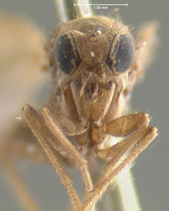 Media type: image;   Entomology 12625 Aspect: head frontal view